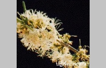 ลักษณะพฤกษศาสตร์ของต้นปรู๋