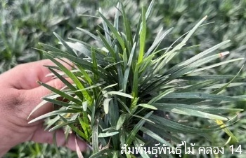 ลักษณะพฤกษศาสตร์ของต้นหนวดปลาดุกแคระ