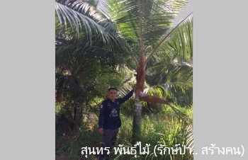 ลักษณะพฤกษศาสตร์ของต้นปาล์มคอแดง