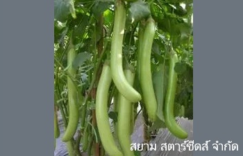 ลักษณะพฤกษศาสตร์ของต้นมะเขือยาว