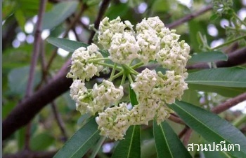 ลักษณะพฤกษศษสตร์ของต้นพญาสัตบรรณ