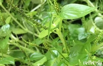 ลักษณะพฤกษศาสตร์ของต้นกระสัง