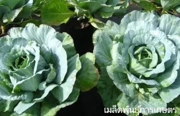 ลักษณะพฤกษศาสตร์ของต้นปูเล่