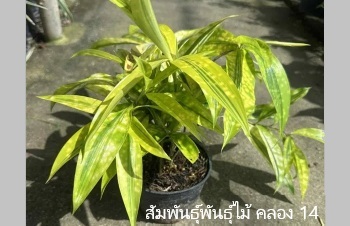 ลักษณะพฤกษศาสตร์ของต้นไผ่ญี่ปุ่น