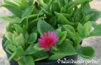 ลักษณะพฤกษศาสตร์ของต้นเบบี้ซันโรส