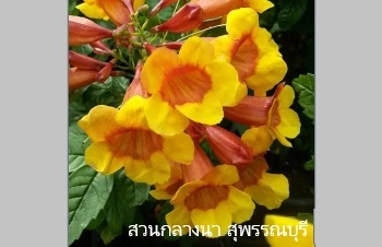 ลักษณะพฤกษศาสตร์ของต้นทองอุไรมิกกี้เมาส์