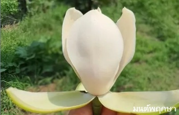 ลักษณะพฤกษศาสตร์ของต้นมณฑานพรัตน์