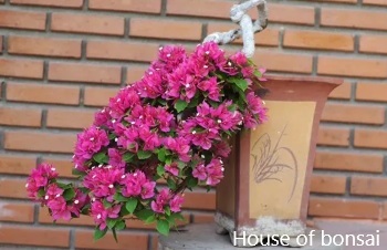 ลักษณะพฤกษศาสตร์ของต้นเฟื่องฟ้าสาวิตรี