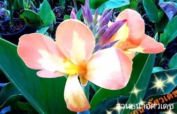 ลักษณะพฤกษศาสตร์ของต้นพุทธรักษาแคระ