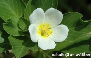 ลักษณะพฤกษศาสตร์ของต้นแพงพวยน้ำ