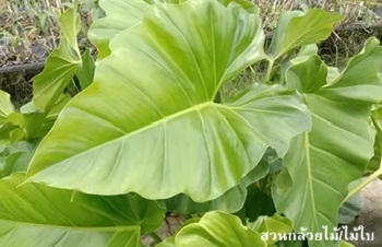 ลักษณะพฤกษศาสตร์ของต้นฟิโลเดนดรอนหูช้าง