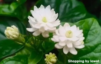 ลักษณะพฤกษศาสตร์ของต้นมะลิฉัตรพิกุล