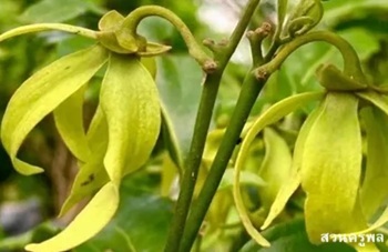 ลักษณะพฤกษศาสตร์ของต้นกระดังงาโนรี