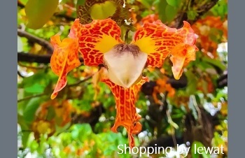 ลักษณะพฤกษศาสตร์ของต้นกระดังงาแอฟริกา