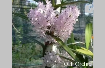 ลักษณะพฤกษศาสตร์ของต้นกล้วยไม้เข็มเวียดนาม