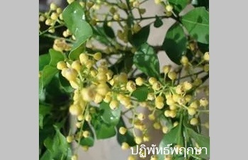 ลักษณะพฤกษศาสตร์ของต้นประยงค์แคระ