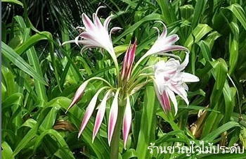 ลักษณะพฤกษศาสตร์ของต้นพลับพลึงดอกแดง