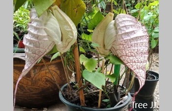 ลักษณะพฤกษศาสตร์ของต้นไก่ฟ้ายักษ์