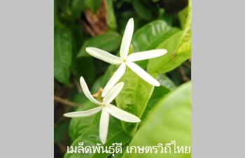 ลักษณะพฤกษศาสตร์ของต้นโมกเครือ