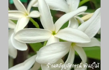 ลักษณะพฤกษศาสตร์ของต้นโมกราชสีห์