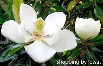 ลักษณะพฤกษศาสตร์ของต้นแมกโนเลียแกรนดิฟลอร่า