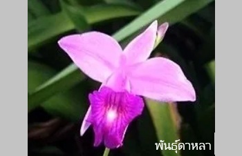 ลักษณะพฤกษศาสตร์ของต้นยี่โถปีนัง