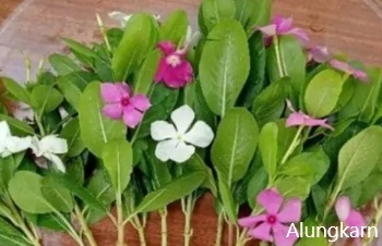 ลักษณะพฤกษศาสตร์ของต้นแพงพวยฝรั่ง