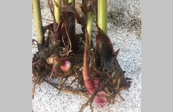 ลักษณะพฤกษศาสตร์ของต้นพุทธรักษากินหัว