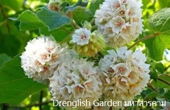 ลักษณะพฤกษศาสตร์ของต้นพุดตานฮาวาย