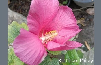 ลักษณะพฤกษศาสตร์ของต้นพุดตานไต้หวัน