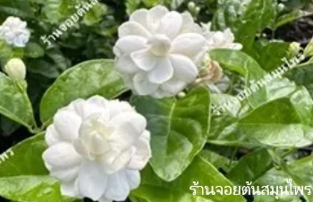 ลักษณะพฤกษศาสตร์ของต้นมะลิฉัตรดอกบัว