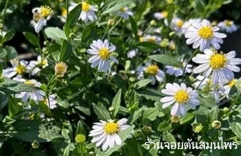 ลักษณะพฤกษศาสตร์ของต้นมากาเร็ตบอร์เนียว