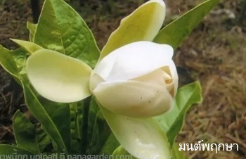 ลักษณะพฤกษศาสตร์ของต้นยี่หุบดอย