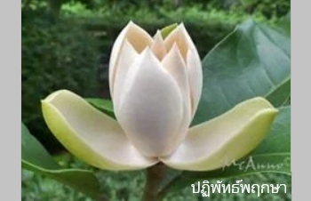 ลักษณะพฤกษศาสตร์ของต้นยี่หุบปลี