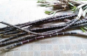 ลักษณะพฤกษศาสตร์ของต้นอ้อยดำ