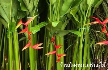 ลักษณะพฤกษศาสตร์ของต้นเฮลิโคเนีย รอลินเลียนา