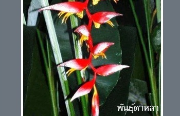 ลักษณะพฤกษศาสตร์ของต้นเฮลิโคเนียคอลลินเซียน่า