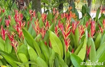 ลักษณะพฤกษศาสตร์ของต้นเฮลิโคเนียก้ามกุ้งเลดี้ได