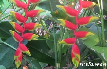 ลักษณะพฤกษศาสตร์ของต้นสร้อยกัทลี