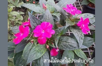 ลักษณะพฤกษศาสตร์ของต้นเทียนนิวกินี