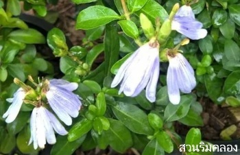 ลักษณะพฤกษศาสตร์ของต้นบลูลิป