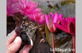 ลักษณะพฤกษศาสตร์ของต้นบัวสาย