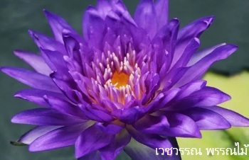 ลักษณะพฤกษศาสตร์ของต้นบัวฉลองขวัญ