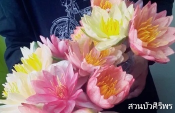 ลักษณะพฤกษศาสตร์ของต้นบัวฝรั่ง