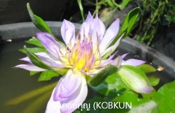 ลักษณะพฤกษศาสตร์ของต้นบัวนางกวัก