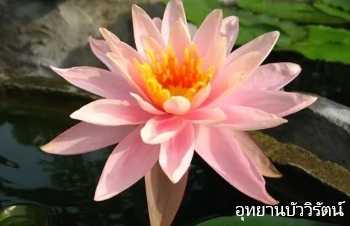 ลักษณะพฤกษศาสตร์ของต้นบัวโคโลราโด้