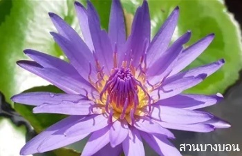 ลักษณะพฤกษศาสตร์ของต้นบัวผัน