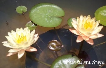 ลักษณะพฤกษศาสตร์ของต้นบัวมังคลอุบล