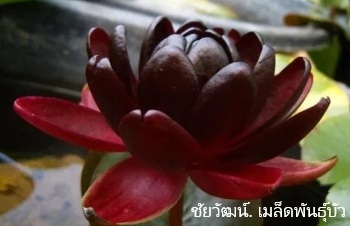 ลักษณะพฤกษศาสตร์ของต้นบัวแบล็คพริ๊นเซส