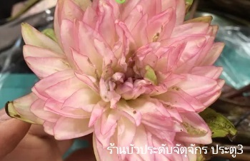 ลักษณะพฤกษศาสตร์ของต้นบัวจงกลนี